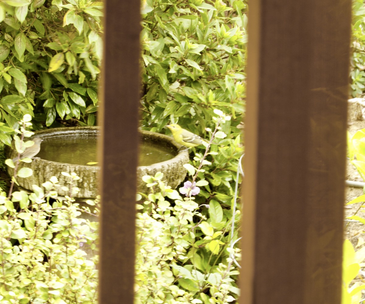 Western Tanager - ML641808097