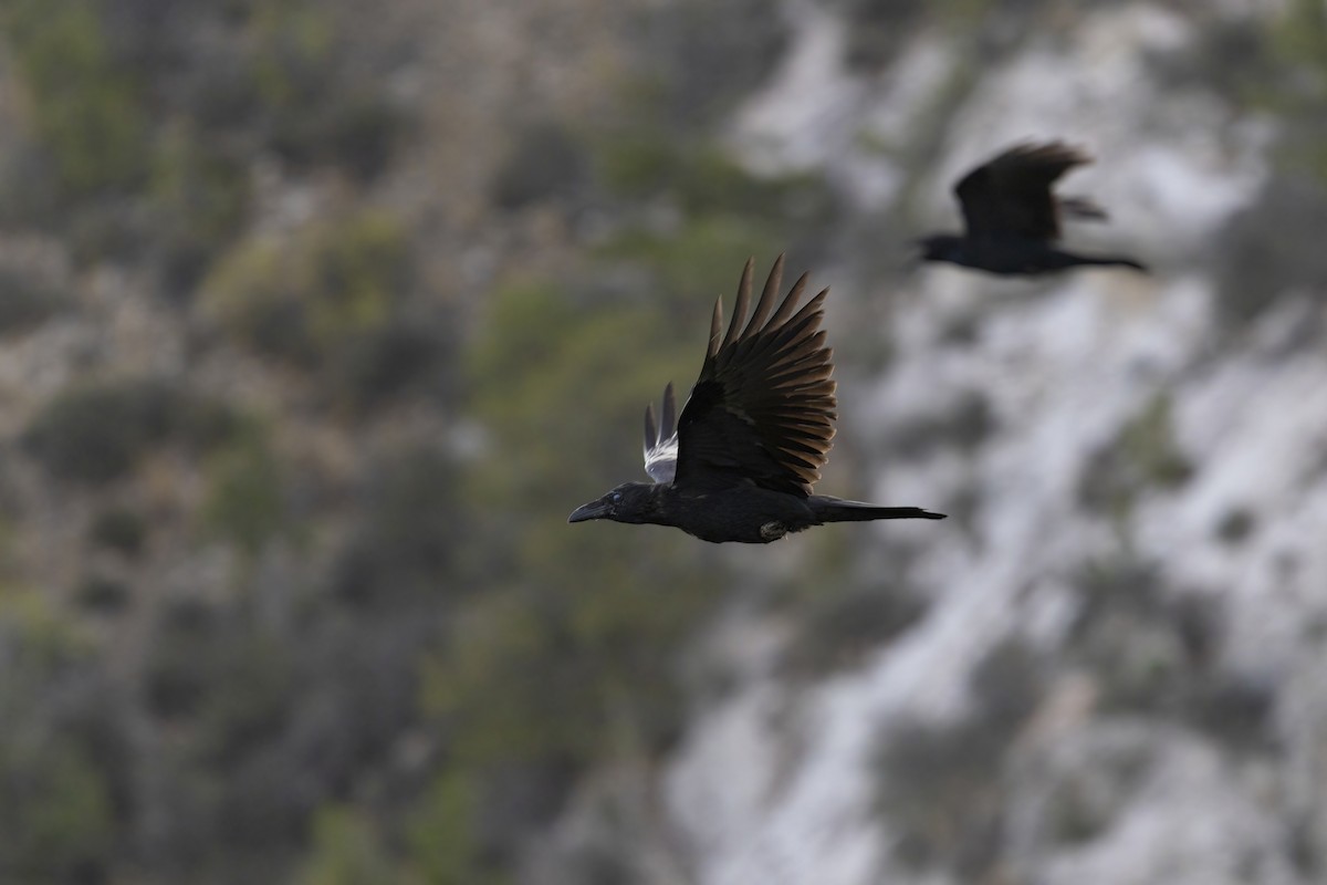 Common Raven - ML641808101