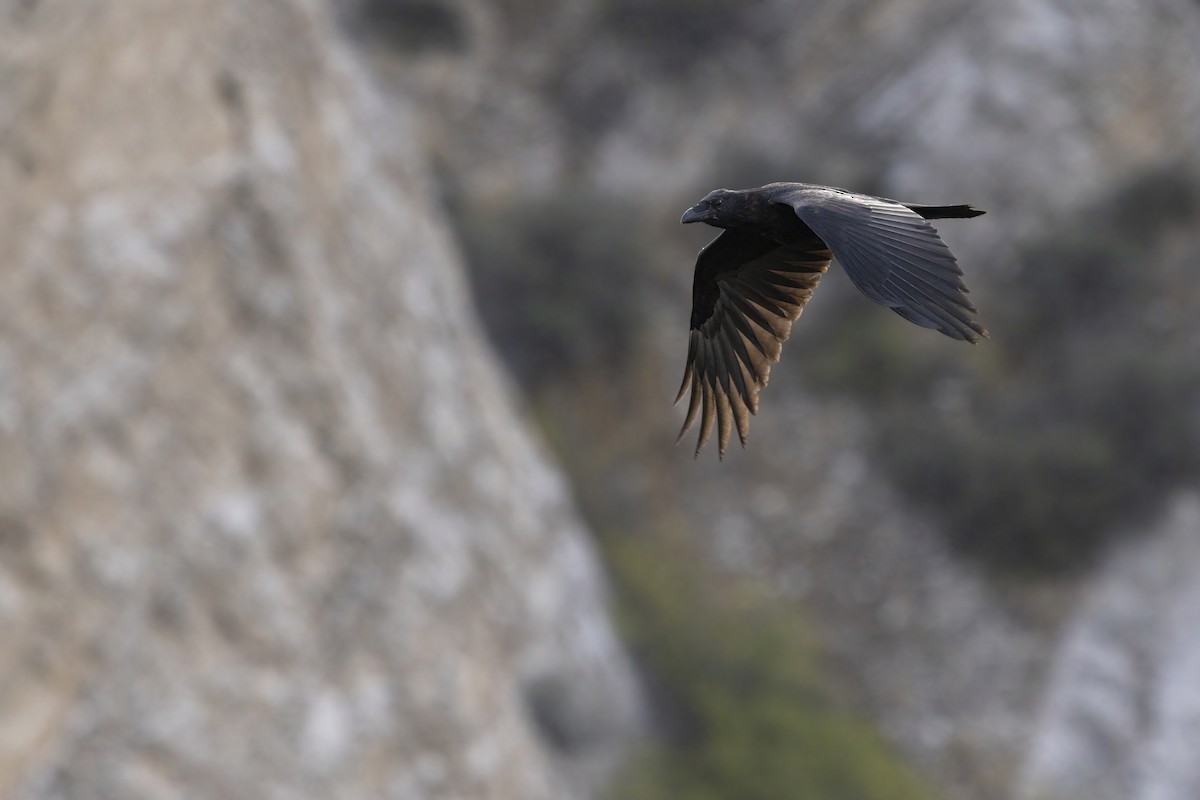 Common Raven - ML641808104