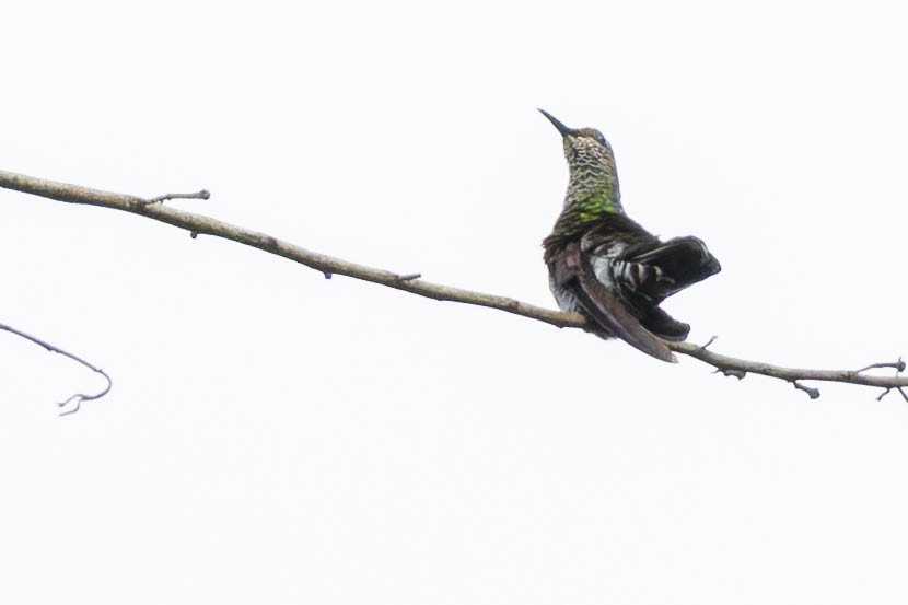 White-necked Jacobin - ML641808132