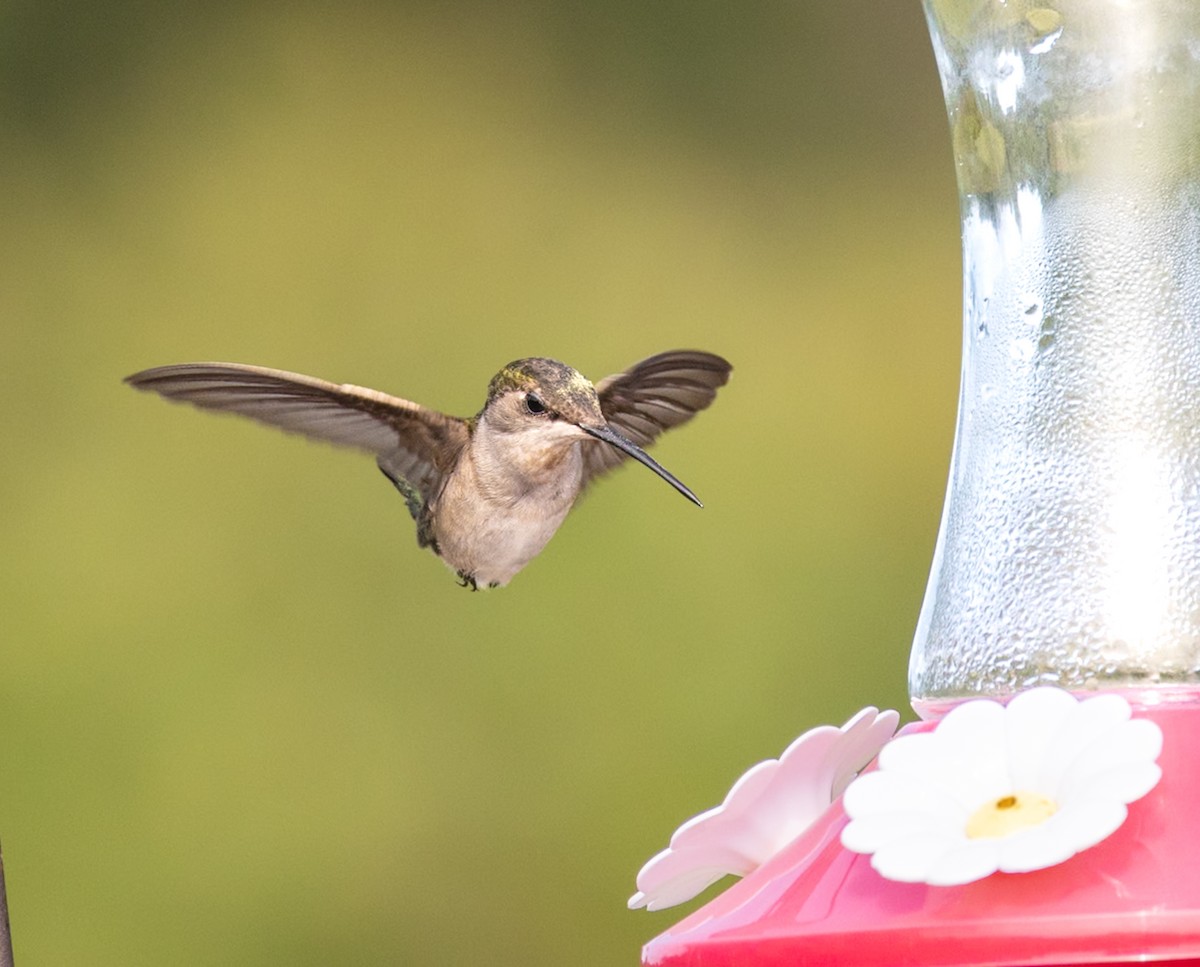 Ruby-throated Hummingbird - ML641808135