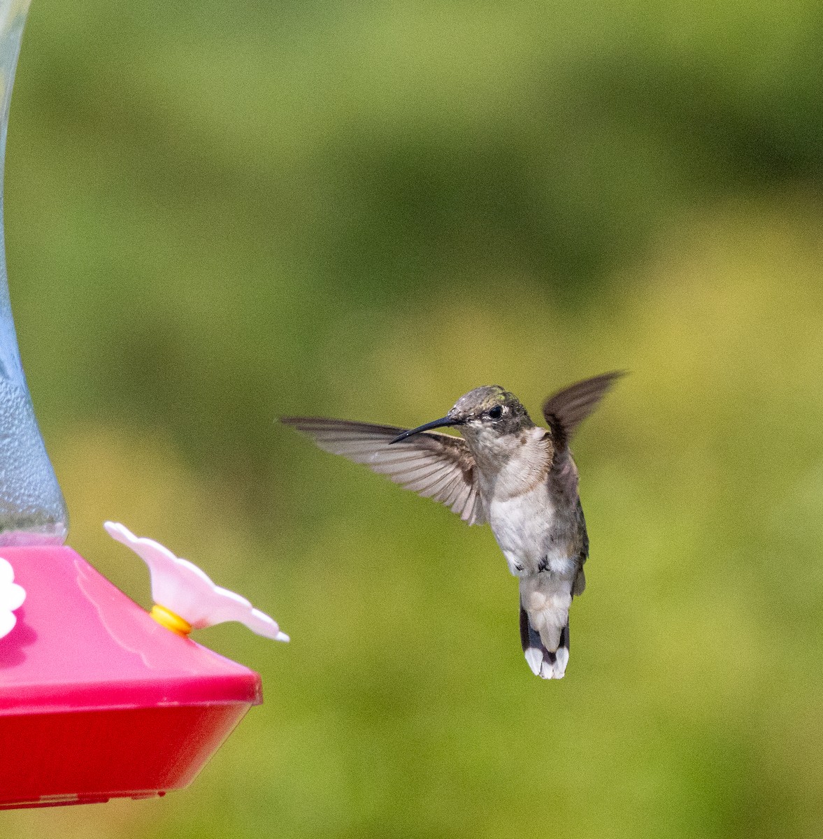 Ruby-throated Hummingbird - ML641808136