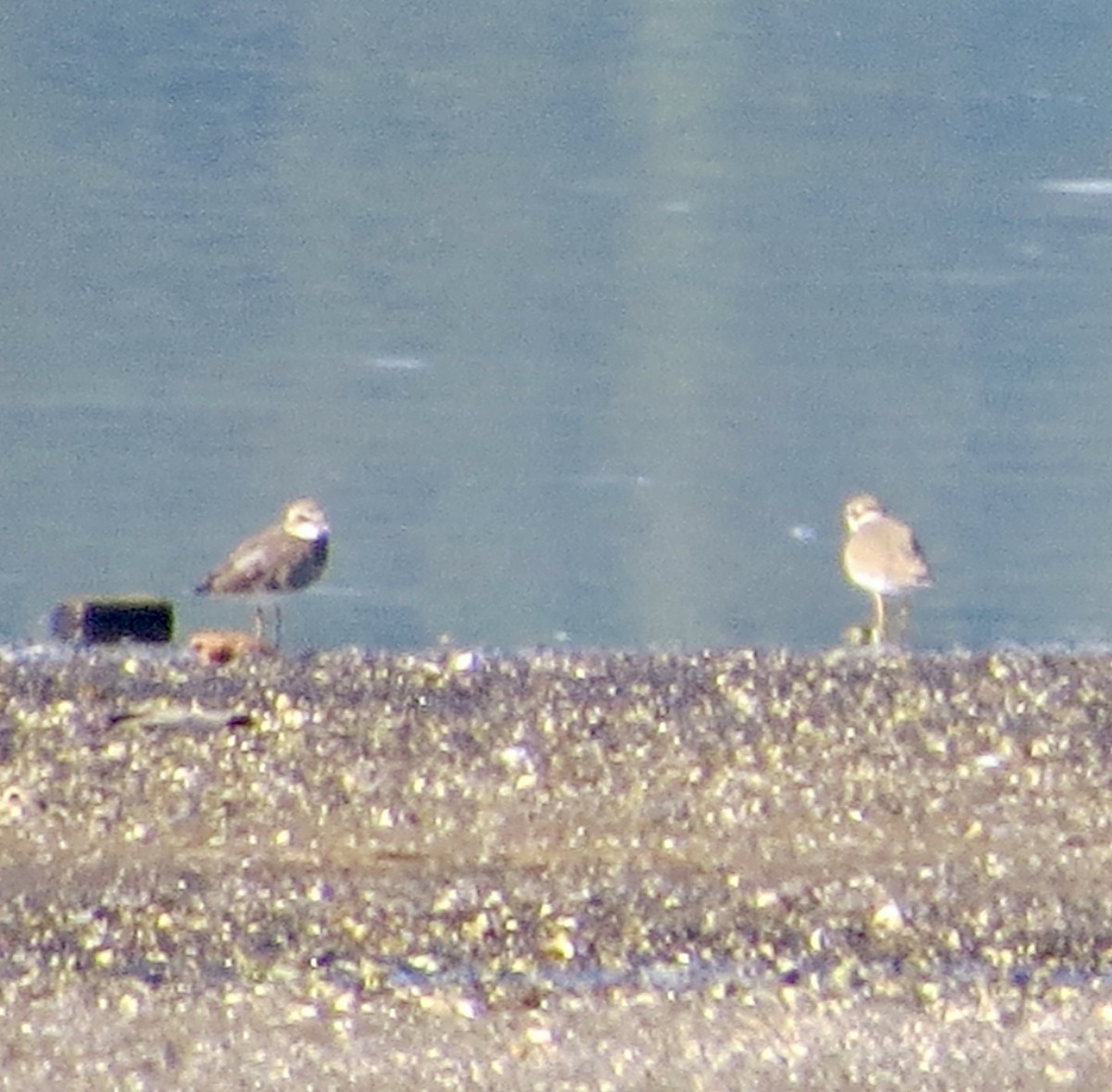 Semipalmated Plover - ML641808140
