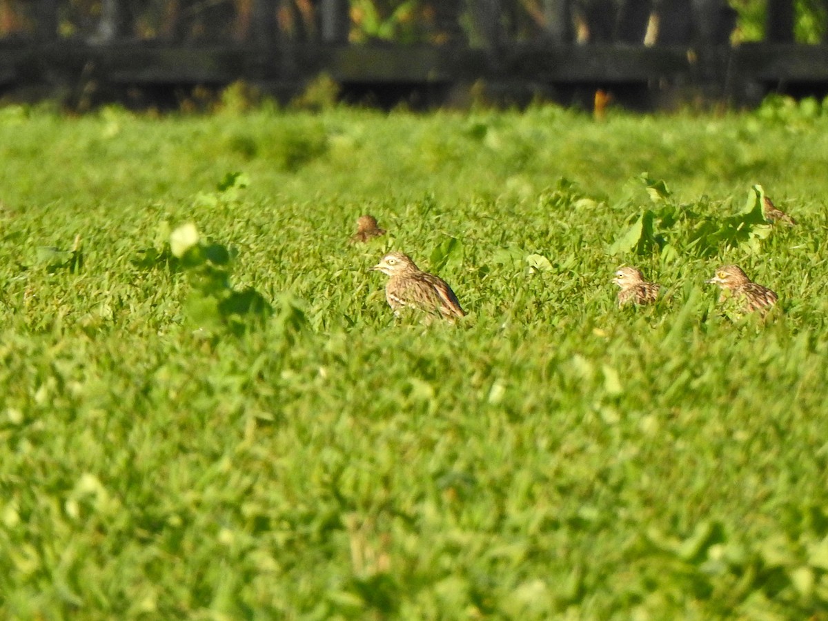 Эгэл шарандан - ML641808158