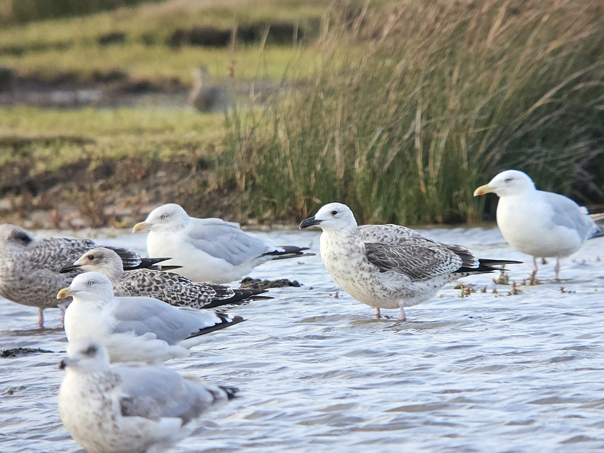 Caspian Gull - ML641808168