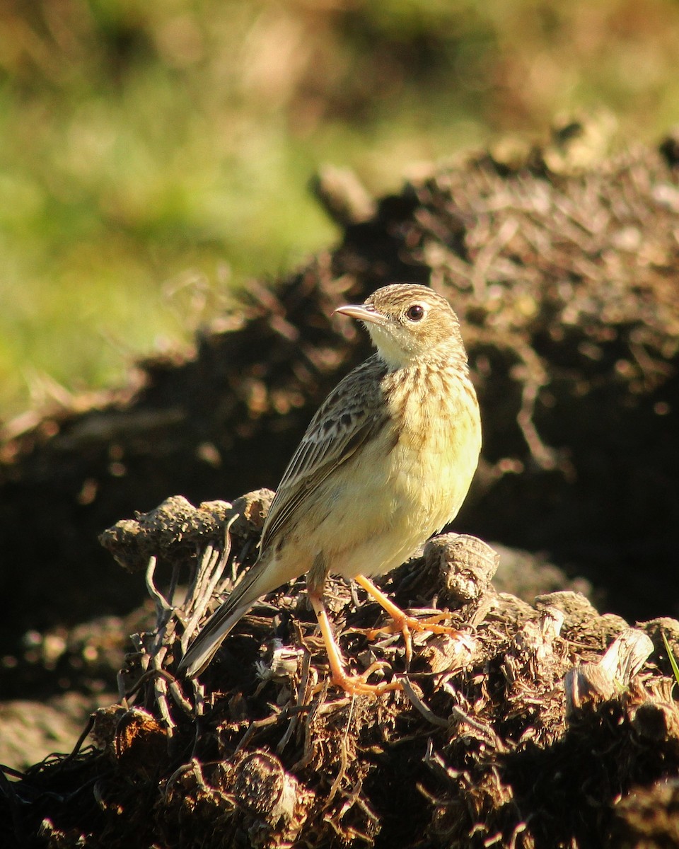 Yellowish Pipit - ML641808178