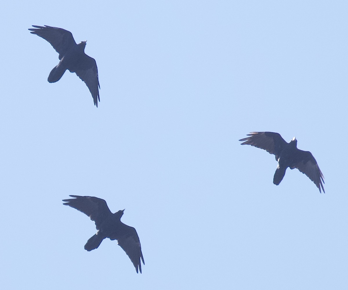 Common Raven - ML641808204