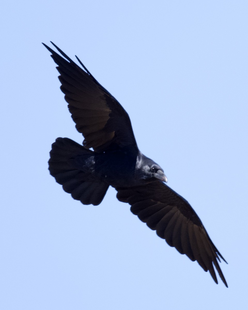 Common Raven - ML641808213