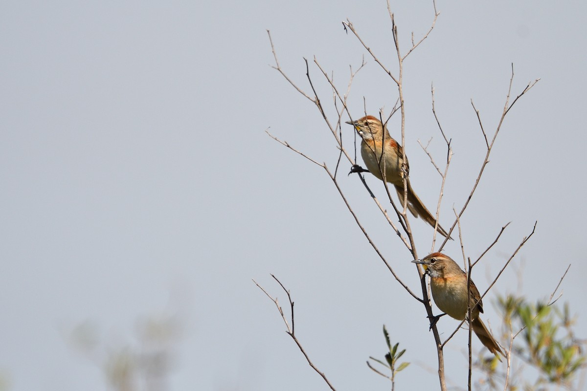 Chotoy Spinetail - ML641808223