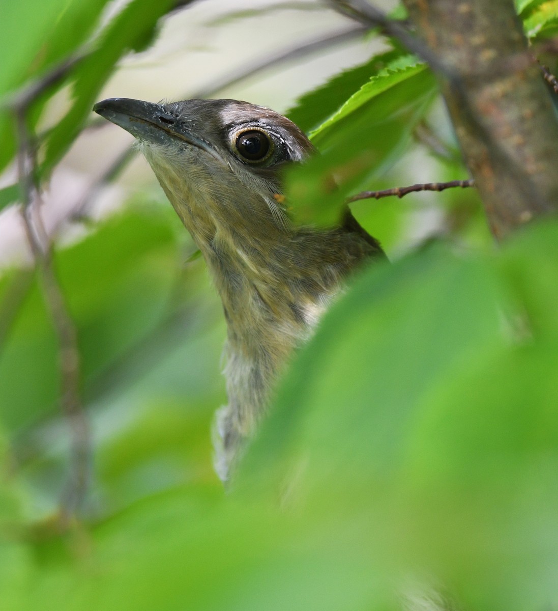 Black-billed Cuckoo - ML641808239
