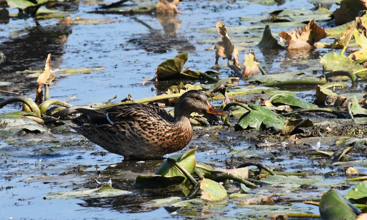Canard colvert - ML641808248