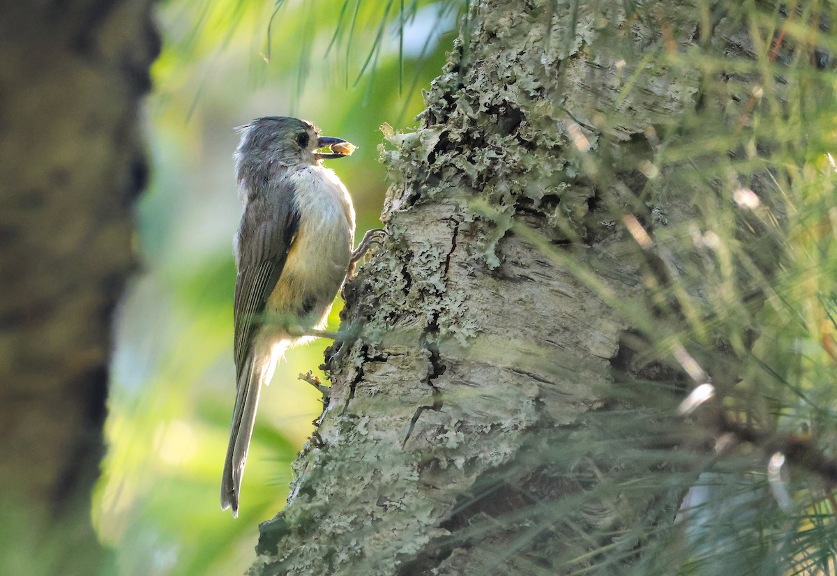 Tufted Titmouse - ML641808249