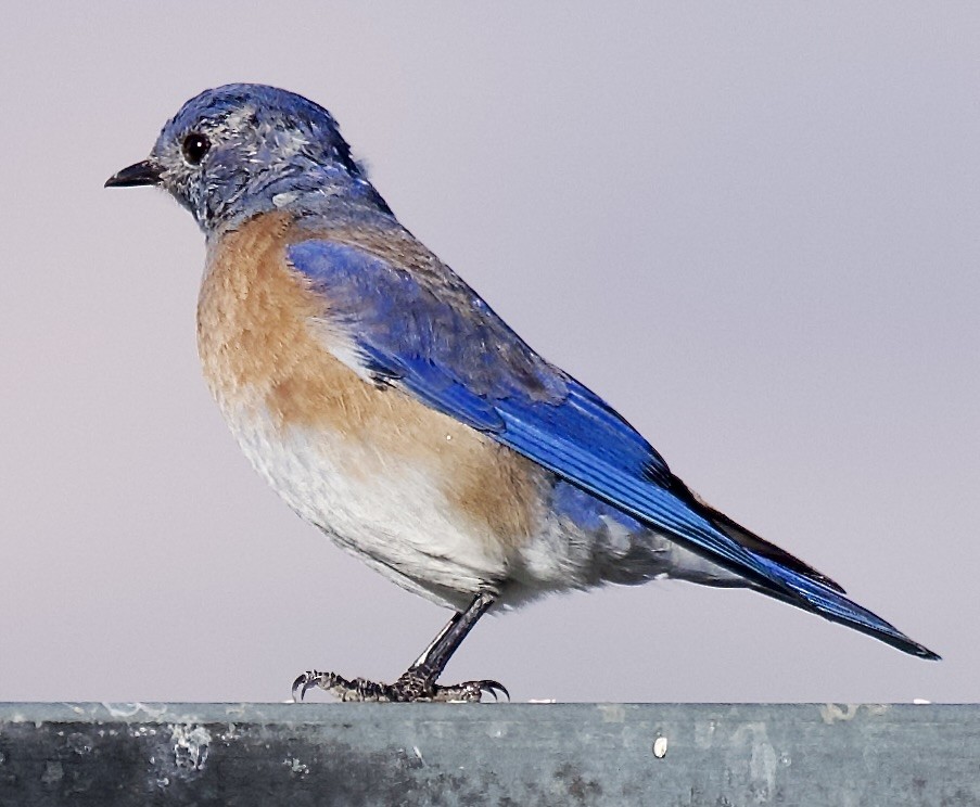Western Bluebird - ML641808250