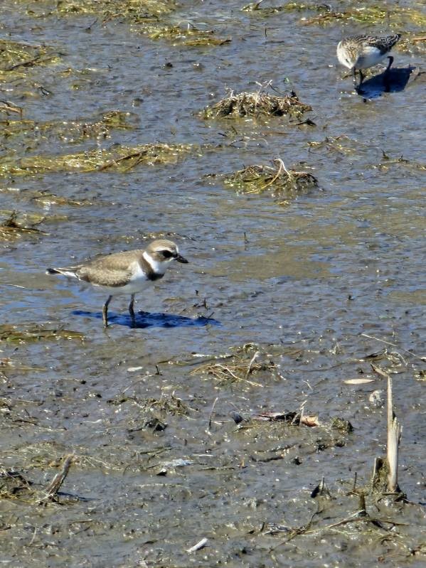 kulík kanadský - ML641808251