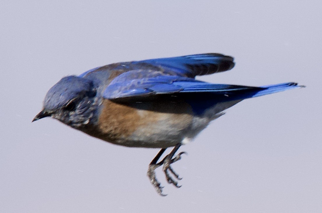 Western Bluebird - ML641808259