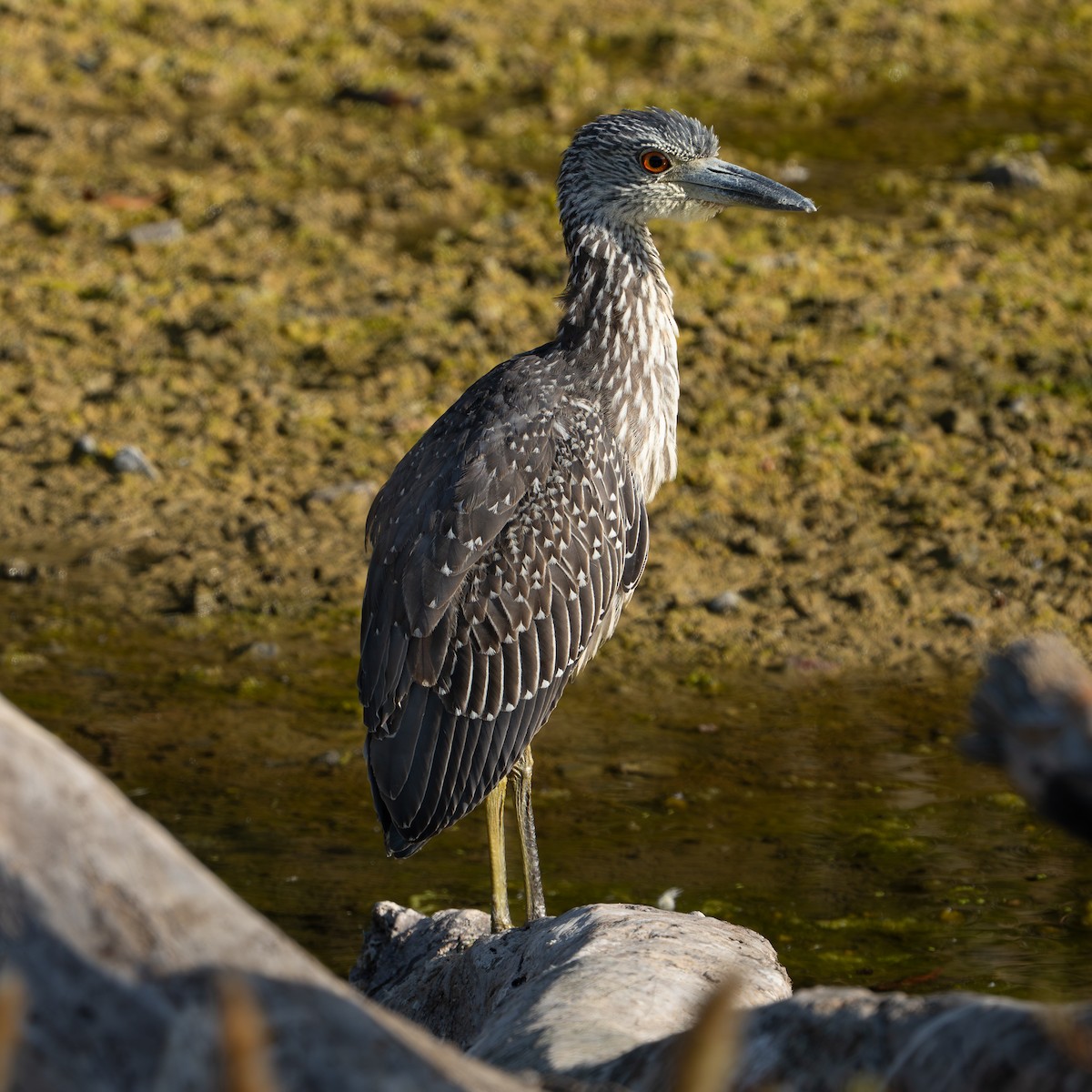 Yellow-crowned Night Heron - ML641808268