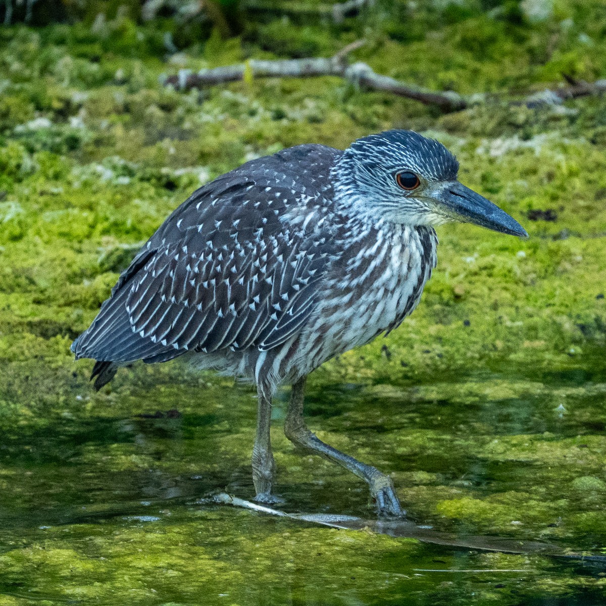 Yellow-crowned Night Heron - ML641808269