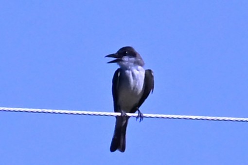 Thick-billed Kingbird - ML641808281