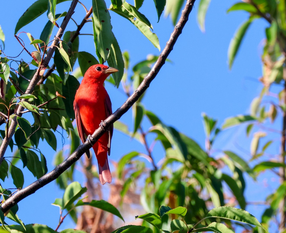 Summer Tanager - ML641808286