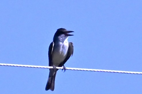 Thick-billed Kingbird - ML641808287