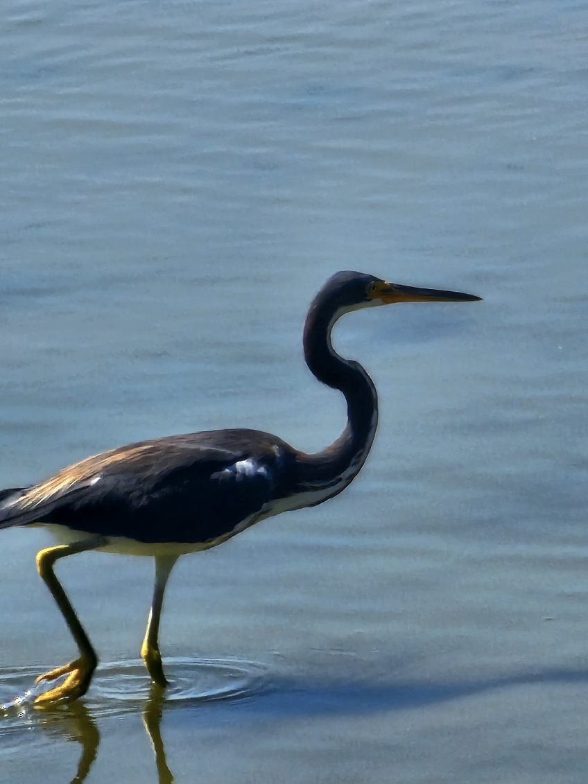 volavka tříbarvá - ML641808293