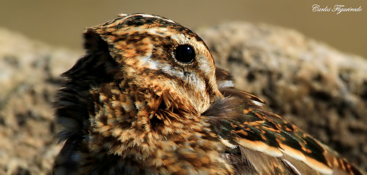 Common Snipe - ML641808299