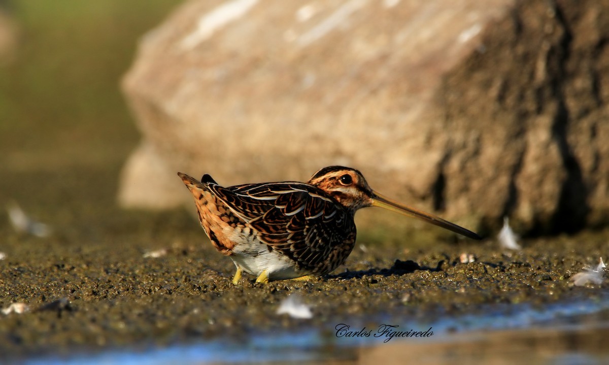 Common Snipe - ML641808301