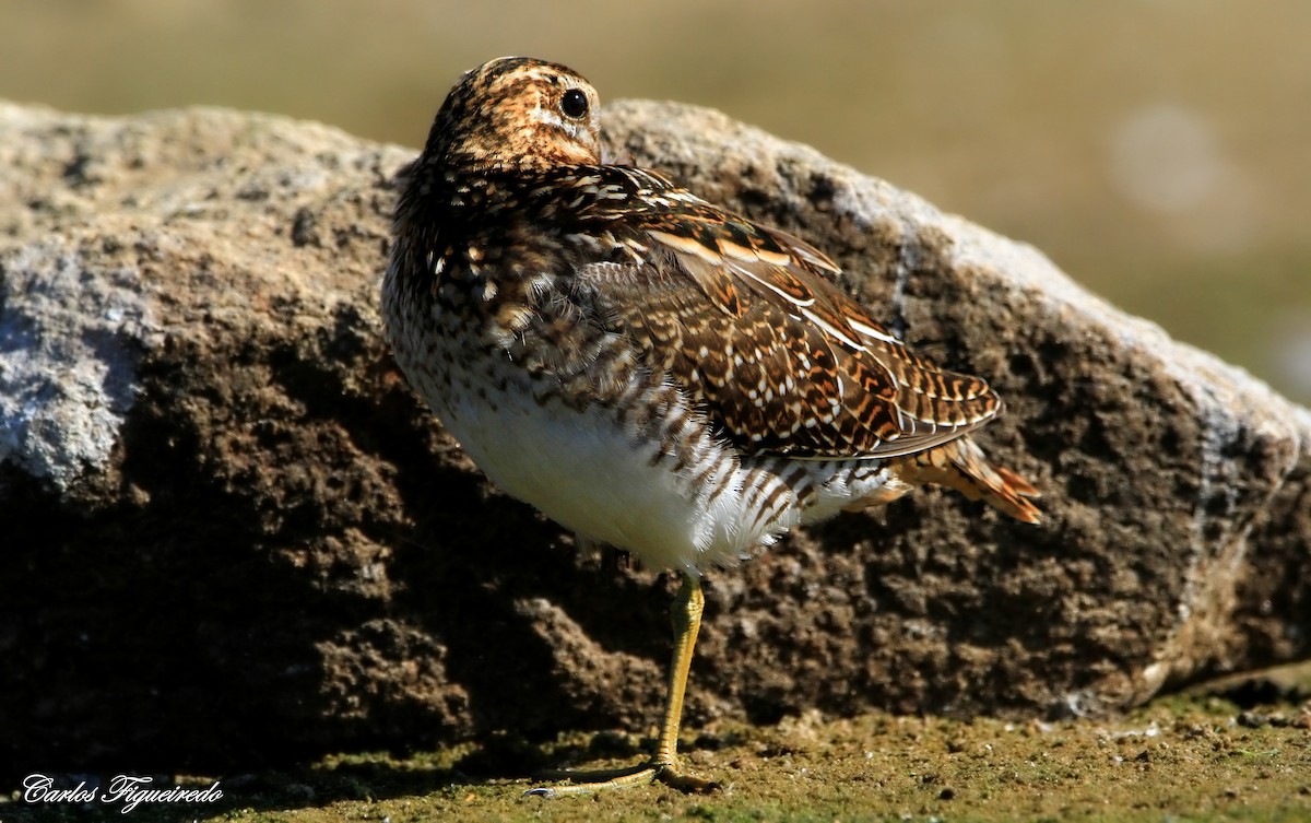 Common Snipe - ML641808302