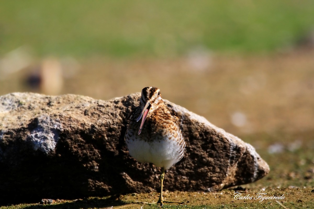 Common Snipe - ML641808303