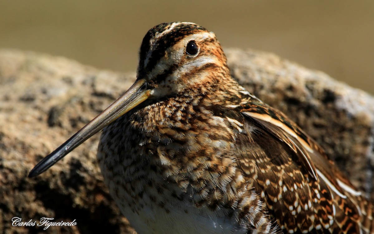 Common Snipe - ML641808304