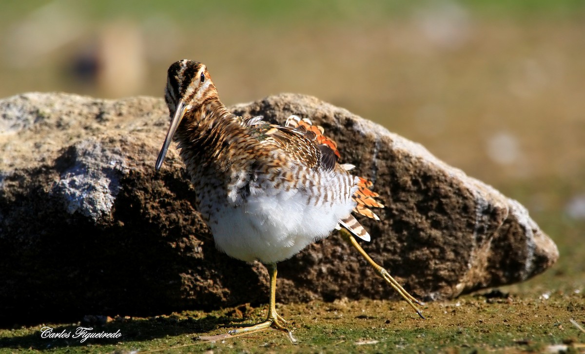 Common Snipe - ML641808306