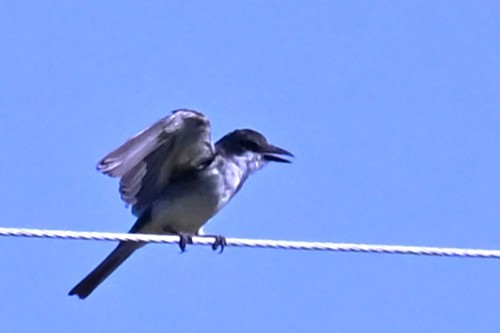 Thick-billed Kingbird - ML641808307