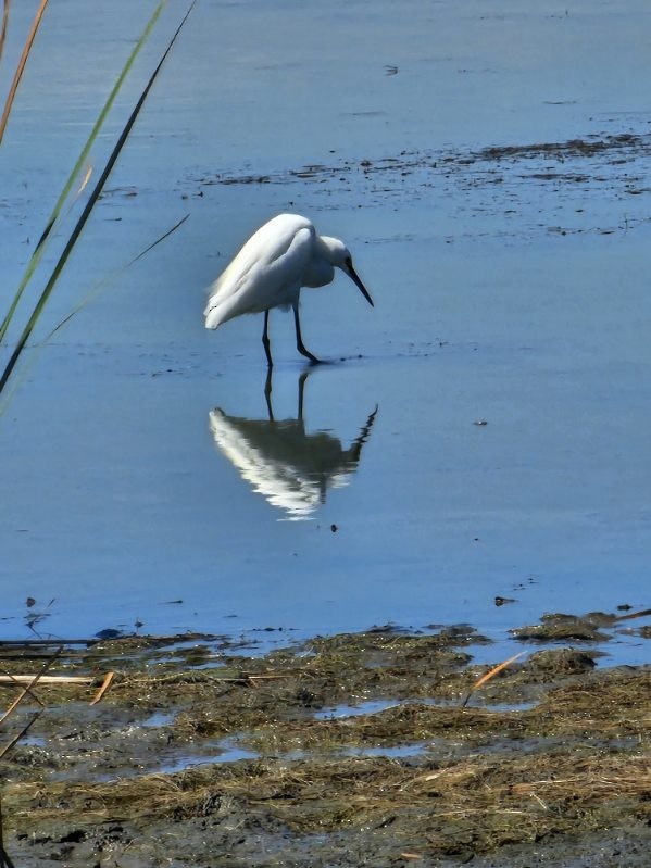 volavka bělostná - ML641808308