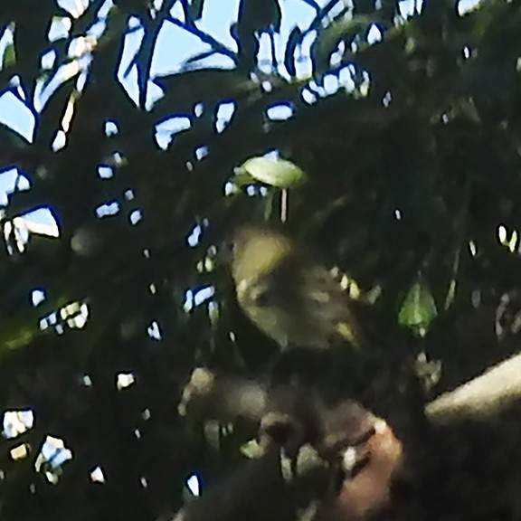 Cassin's Vireo - ML641808312