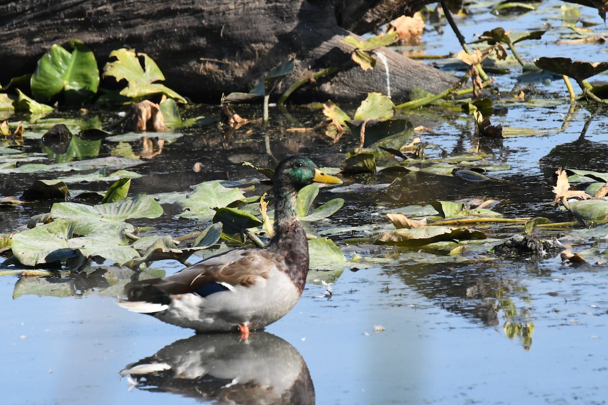 Canard colvert - ML641808318