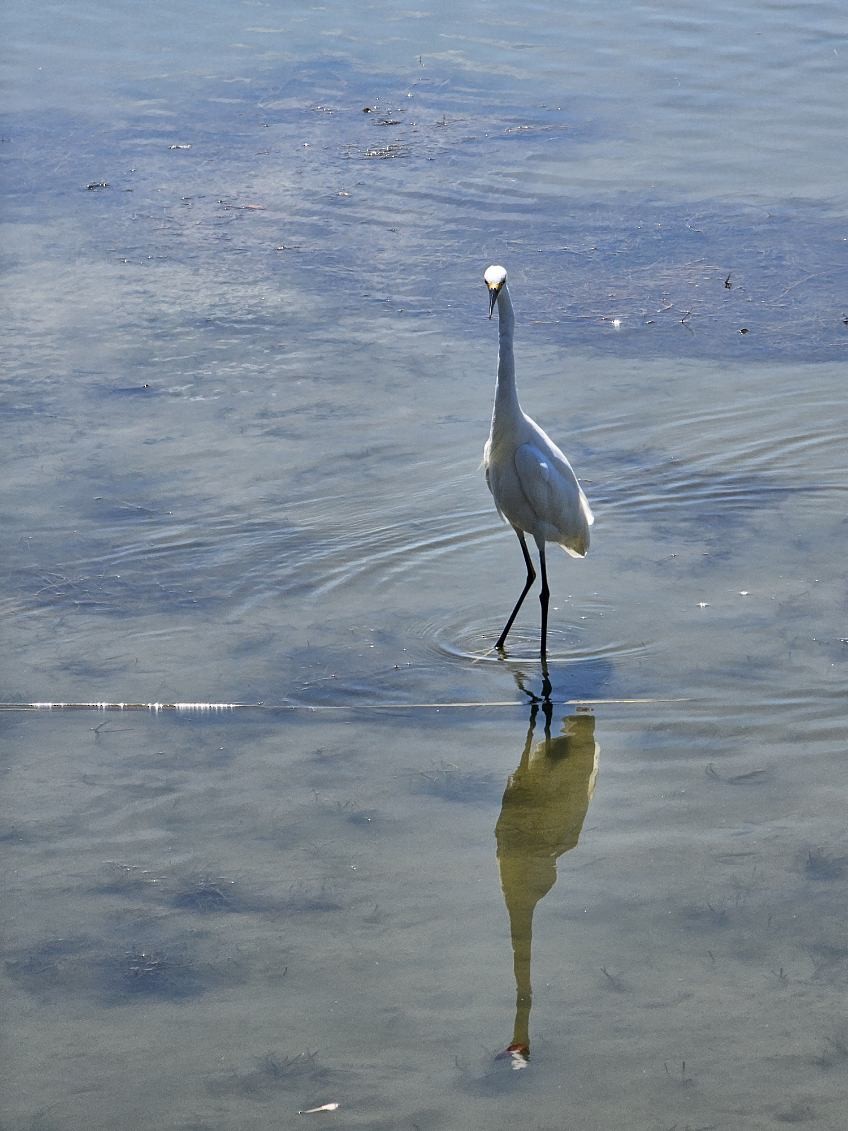 volavka bělostná - ML641808319