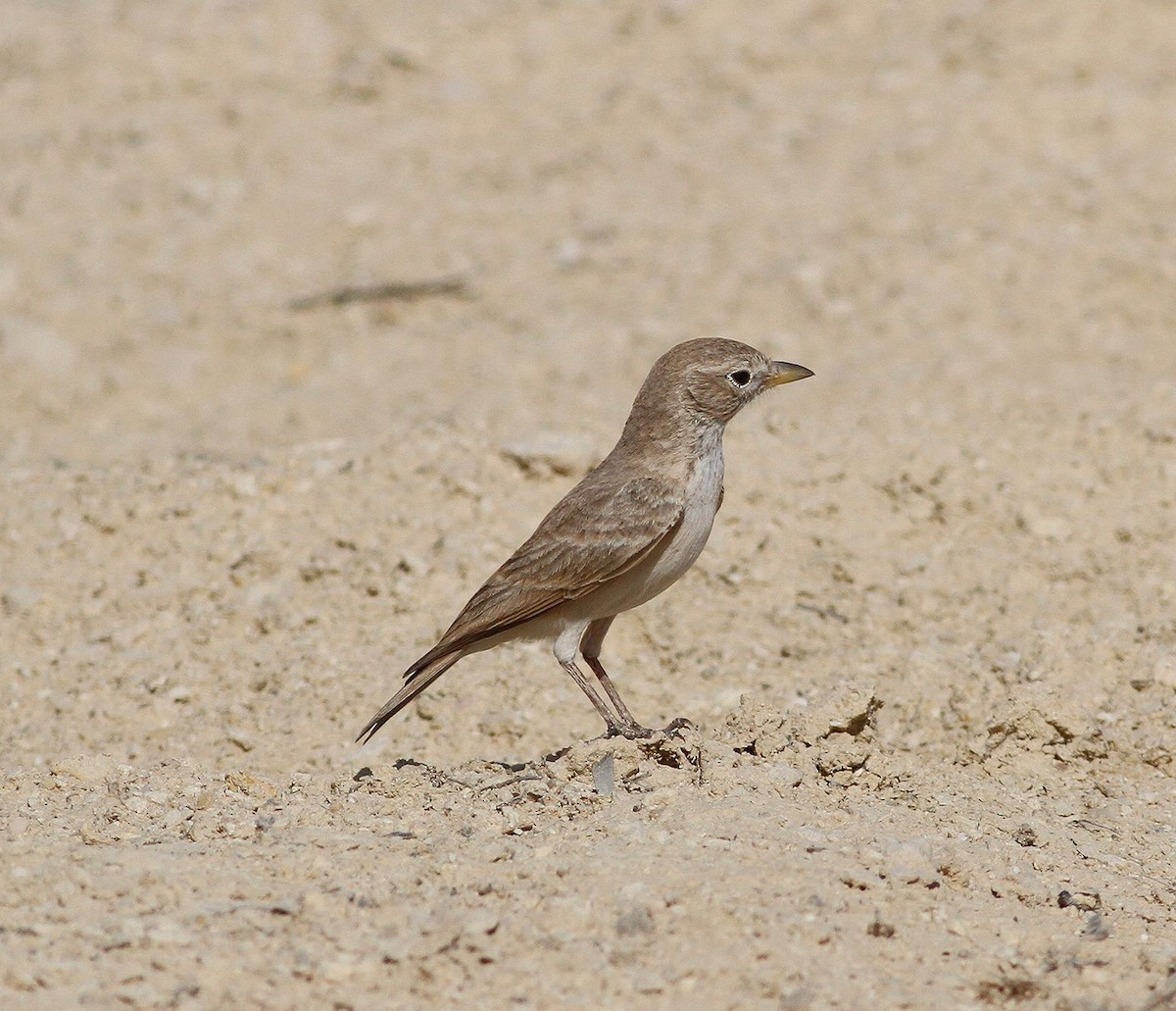Desert Lark - ML641808322