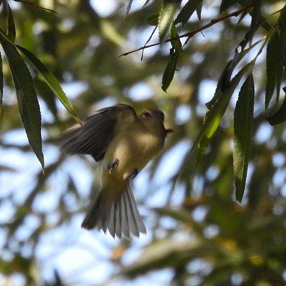 Eastern/Western Warbling Vireo - ML641808333
