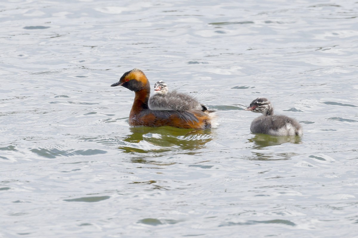 Horned Grebe - ML641808344