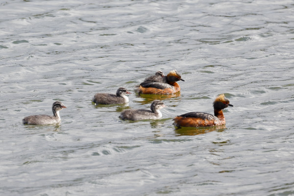 Horned Grebe - ML641808346