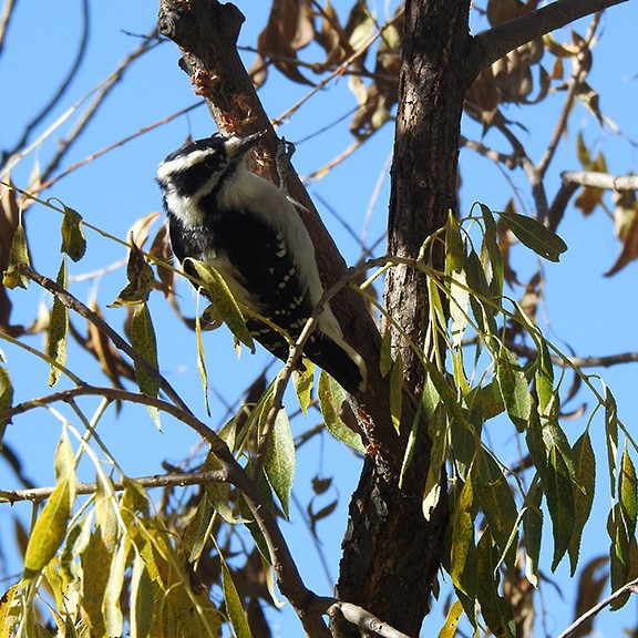 Downy Woodpecker - ML641808353