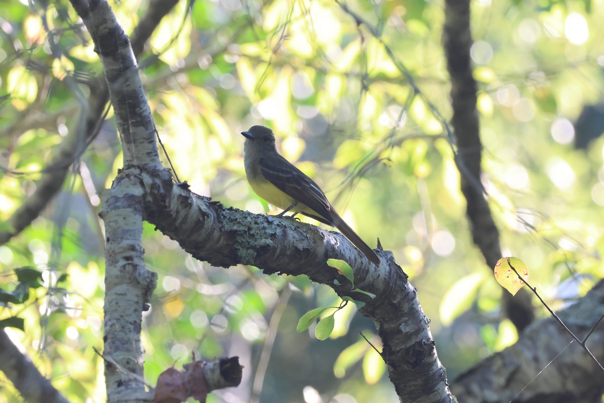 Great Crested Flycatcher - ML641808357
