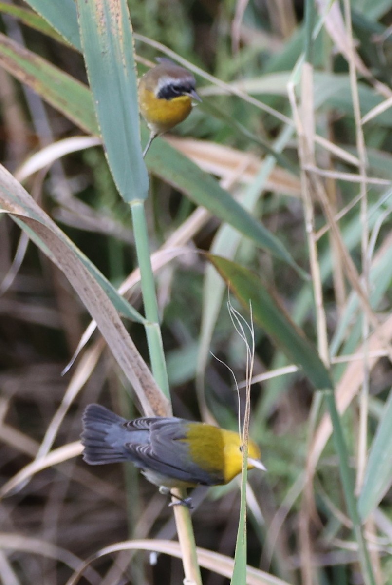 Prothonotary Warbler - ML641808386