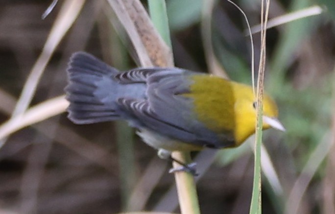 Prothonotary Warbler - ML641808387
