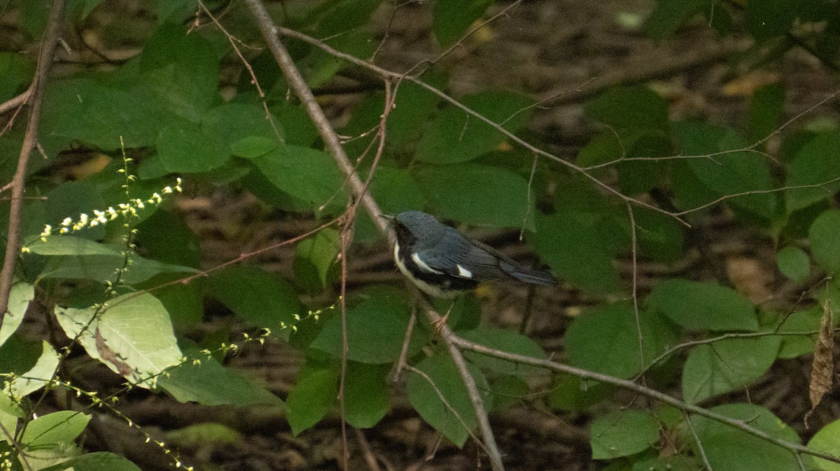 Black-throated Blue Warbler - ML641808414