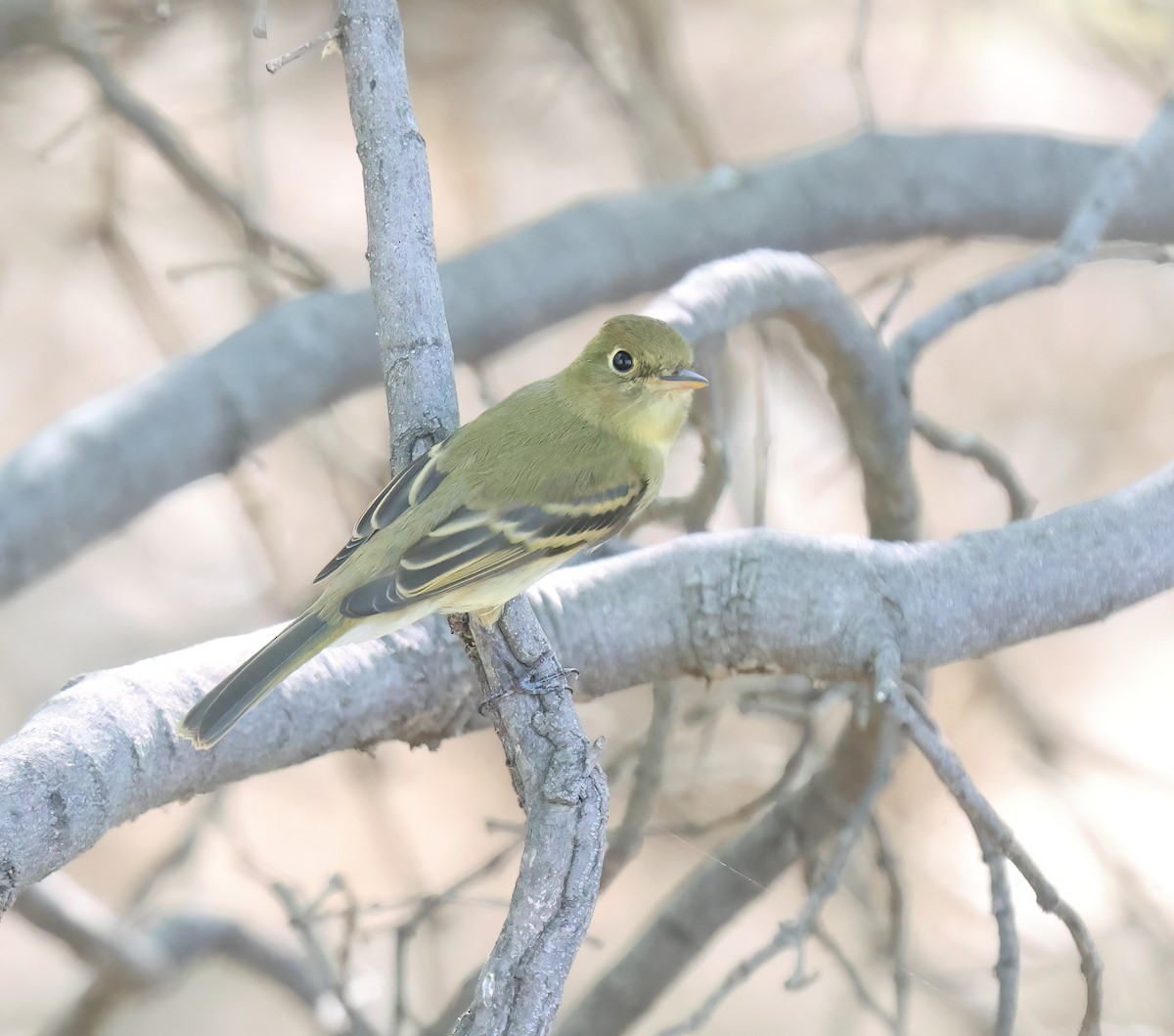 Western Flycatcher (Pacific-slope) - ML641808419