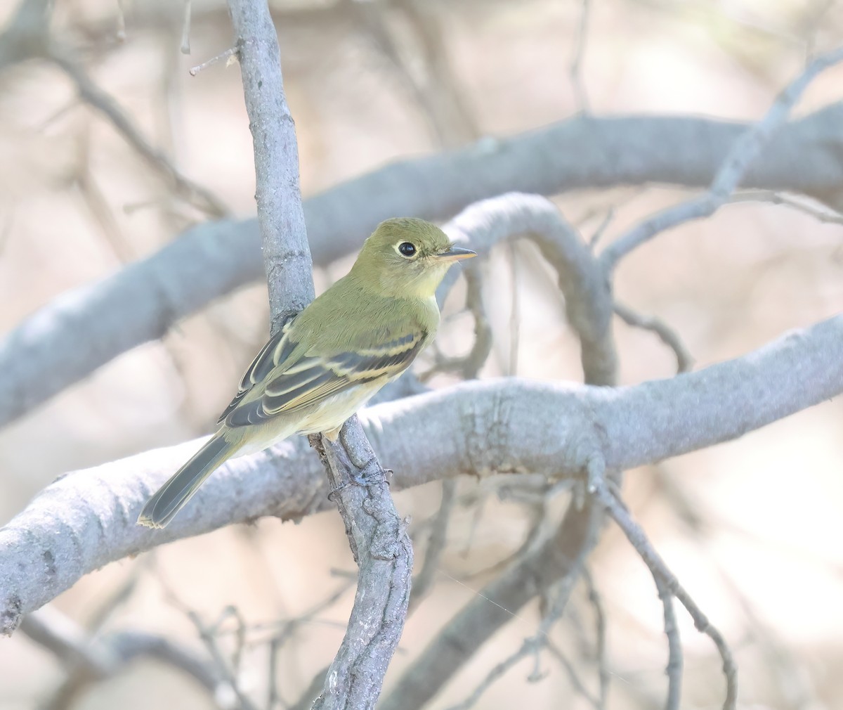 Western Flycatcher (Pacific-slope) - ML641808420
