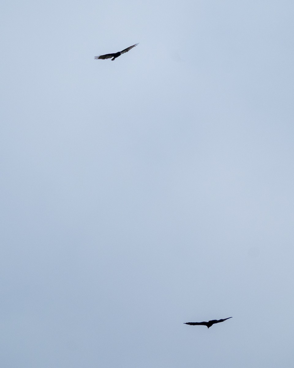 Common Raven - ML641808428