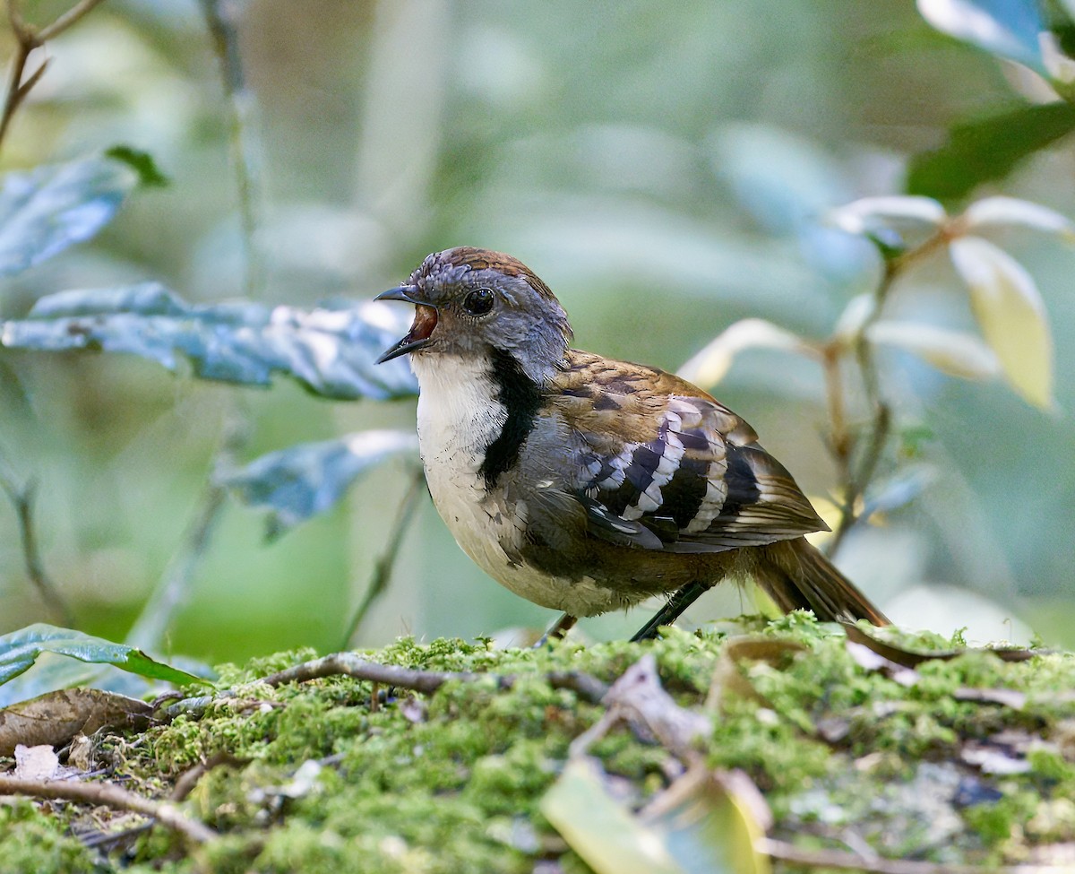 Australian Logrunner - ML641808463
