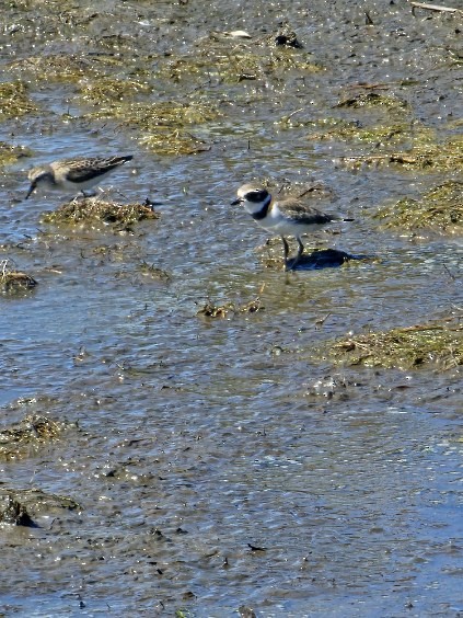 jespák srostloprstý - ML641808465